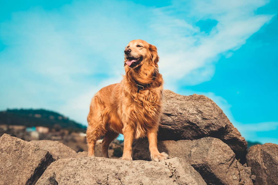 Photo Golden Retriever
