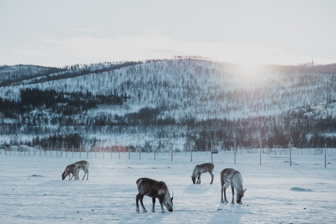 Photo Reindeer, snow